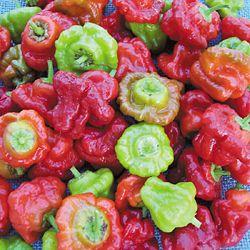 Mushroom Red Cap Pepper Seeds - The Pepper Pantry (Formerly Marie Sharp's)